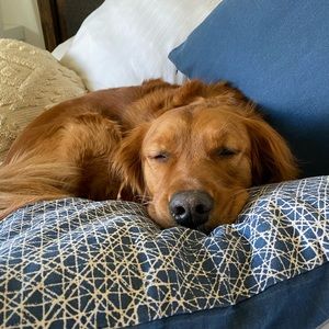 Meet your Posher, Jodie